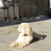 سگ تریر|سگ|میاندوآب, |دیوار