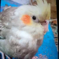 عروس هلندی گمشده