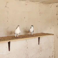 یک جفت بدرنگ