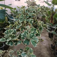 گل فیکوس دلتا ارسال رایگان + هدیه