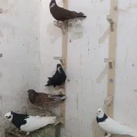 نرماده طوقی