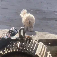 سگ گمشده|حیوانات|سیرجان, |دیوار