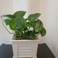 تعدادی گل پتوس،یوکا- سالم و سرحال و زیبا