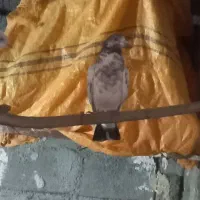 یه عدد کبوتر ۴ ساعت|پرنده|نورآباد, |دیوار