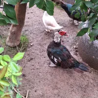 اردک خارجی