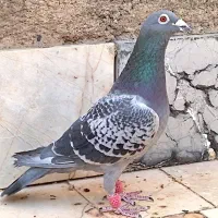 کبوتر سبز آلمانی پلاکی مسافتی جفتگاه پرشی|پرنده|مشهد, کارمندان دوم|دیوار