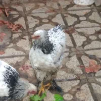 لاری و برهما|حیوانات مزرعه|شیراز, دشت چنار|دیوار