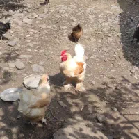 خروس برهما