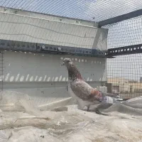 سه عدد کبوتر غریب