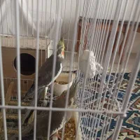 عروس هلندی