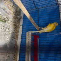 کمربندقناری جیفر