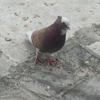 شازده نر کاکلی چشم تابه تا