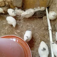 بلدرچین|حیوانات مزرعه|یزد, |دیوار