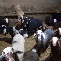 گوسفند داشتی|حیوانات مزرعه|بیلوار, |دیوار