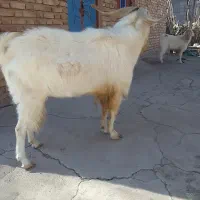 نری سانن|حیوانات مزرعه|درب بهشت, |دیوار