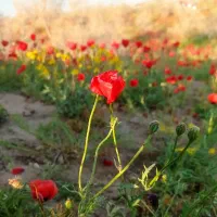 جوشکار سیار