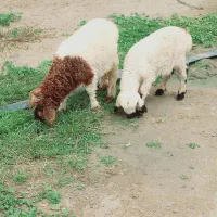 بره نرو ماده (رودبار شاه آباد)