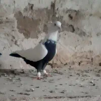 کبوتر چتن کله سینه کبوتر دمسفید رنگه والمانی|پرنده|تربتحیدریه, فتح المبین|دیوار