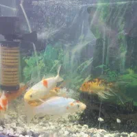 تعداد11قطعه ماهی زینتی نوع کویی