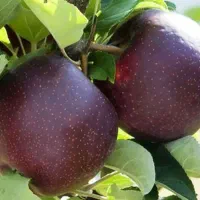 فروش ویژه نهال