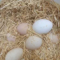 تخم مرغ نطفه دار