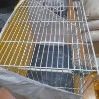 قفس|لوازم جانبی حیوانات|مشهد, هفده شهریور|دیوار