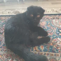 دوعدد گربه اسکاتیش اصیل|گربه|تبریز, |دیوار