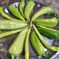 سبزی تازه و فلفل شیرین و نرم روستای گاومیشان|خوردنی و آشامیدنی|دره شهر, |دیوار