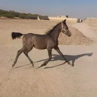 اسباب بازی اسب