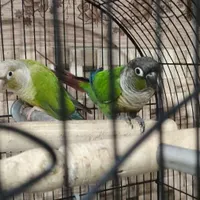 طوطی .گرینچیک|پرنده|بروجرد, |دیوار
