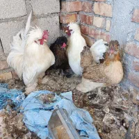 مرغ و خروس پاکوتاه چینی