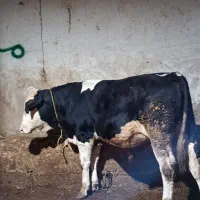 گوساله|حیوانات مزرعه|نظر کهریزی, |دیوار