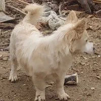 فروشی|سگ|خرمدره, |دیوار