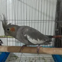 عروس هلندی ماده|پرنده|سنقر, |دیوار