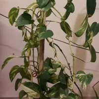 قلمه سینگونیوم و پتوس