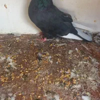 کفتر ساعتی|پرنده|پیشوا, |دیوار