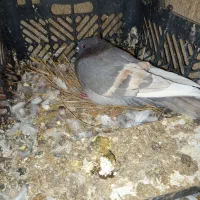 لیلک سبز خط زرد کاکلی