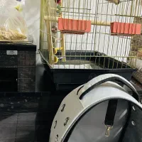 قفس پرنده|لوازم جانبی حیوانات|هشتگرد, فاز ۱ مهستان|دیوار