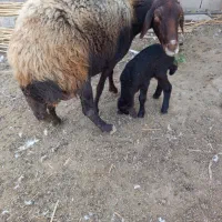 گوسفند بابره نر|حیوانات مزرعه|نگین شهر, |دیوار