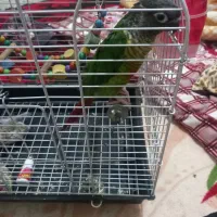 طوطی گرینچیک