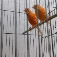 دو عدد قناری ماده آماده