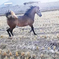 اسب|اسب و تجهیزات اسب‌سواری|دورود, |دیوار