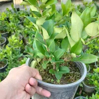 یاس هلندی|گل و گیاه طبیعی|کلاچای, |دیوار