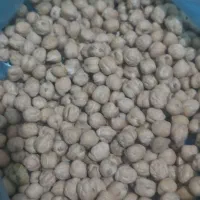 نخود تازه برداشت