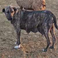 سگ گله گمشده|حیوانات|جعفرآباد, |دیوار