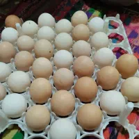 تخم مرغ محلی نطفه دار