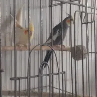 عروس هلندی|پرنده|کاشان, گریه|دیوار