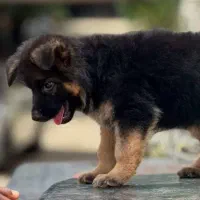 سگ ژرمن شپرد کینگ سایز حرفه ای دورنگ بلک