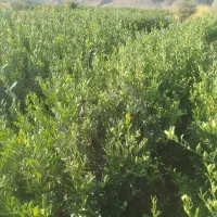 انواع نخل خرما بزرگ و پاجوش ونهال مرکبات|خدمات باغبانی و درختکاری|یزد, |دیوار