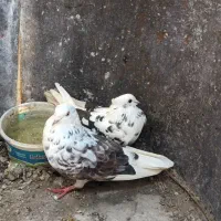 کبوتر تکپر اطراف گرگان|پرنده|سرخنکلاته, |دیوار